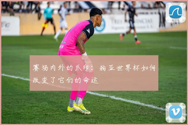 赛场内外的爪印：狗亚世界杯如何改变了它们的命运