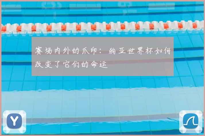 赛场内外的爪印：狗亚世界杯如何改变了它们的命运